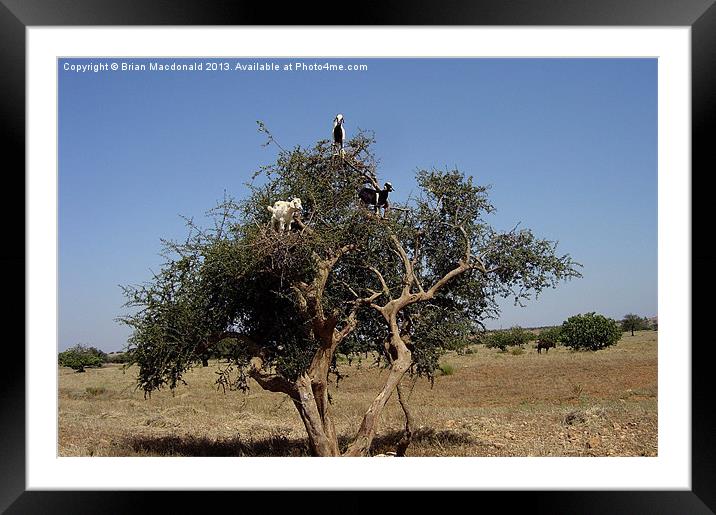 Tree Goats Framed Mounted Print by Brian Macdonald