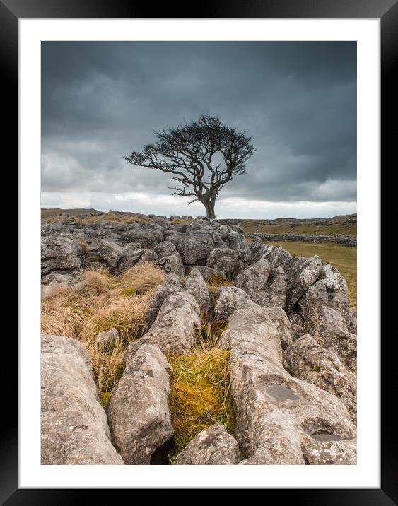 Lone tree and limestone Framed Mounted Print by ANDREW HUDSON