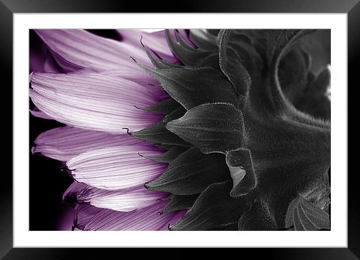 MAUVE SUNFLOWER Framed Mounted Print by simon keeping