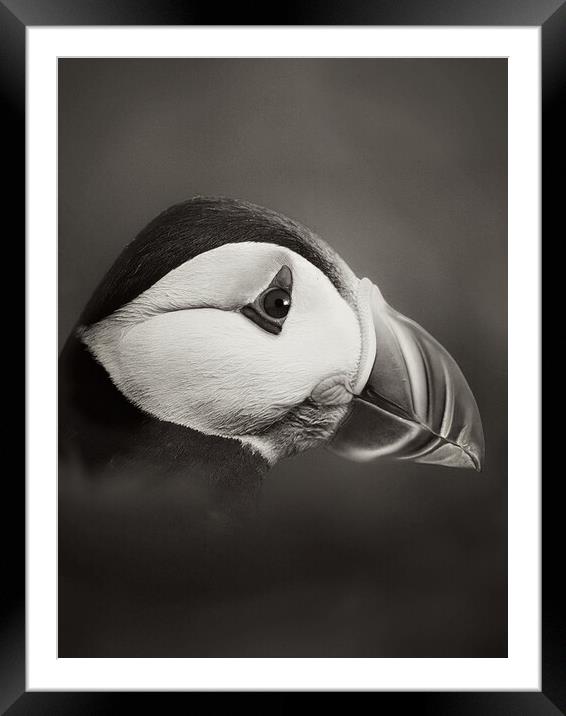 Puffin in  mono Framed Mounted Print by JC studios LRPS ARPS