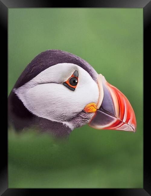 Puffin head. Scotland, sea bird Framed Print by JC studios LRPS ARPS