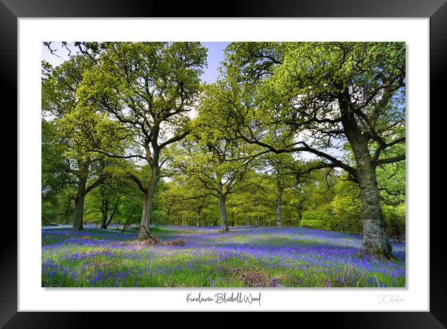 Enchanted Bluebell Woodland Framed Print by JC studios LRPS ARPS