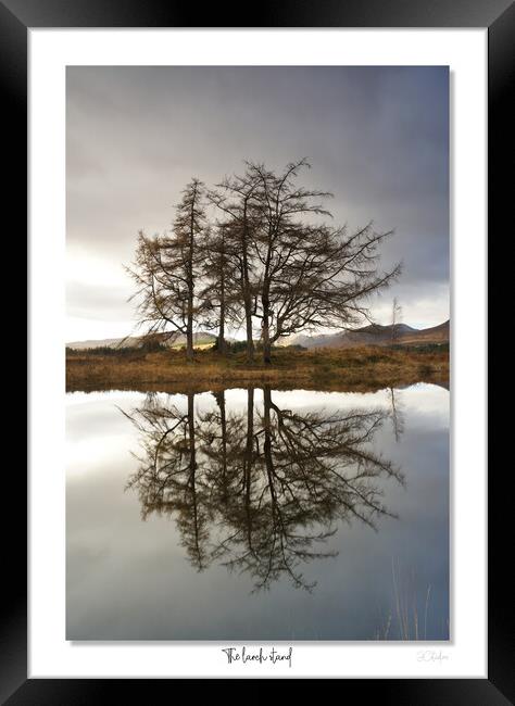 The larch  stand Framed Print by JC studios LRPS ARPS