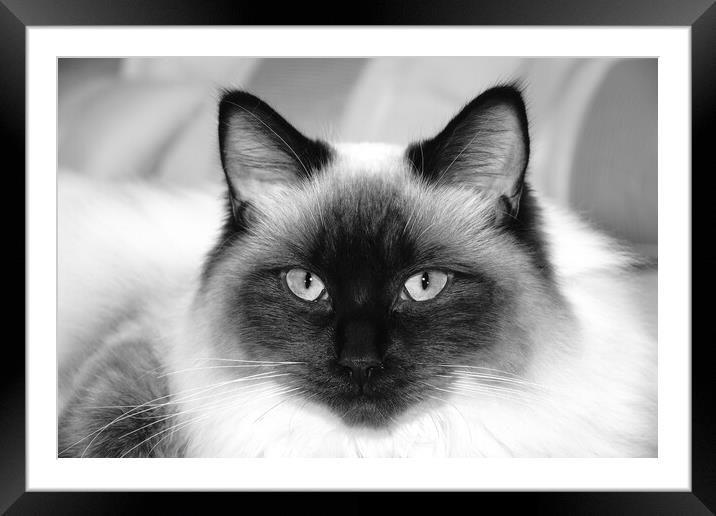 Ragdoll cat in mono Framed Mounted Print by JC studios LRPS ARPS