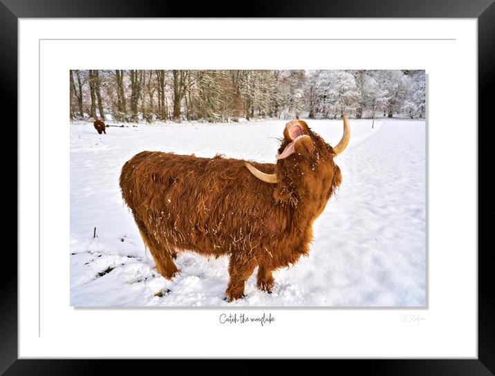 Highland cow trying to catch  snowflakes Framed Mounted Print by JC studios LRPS ARPS