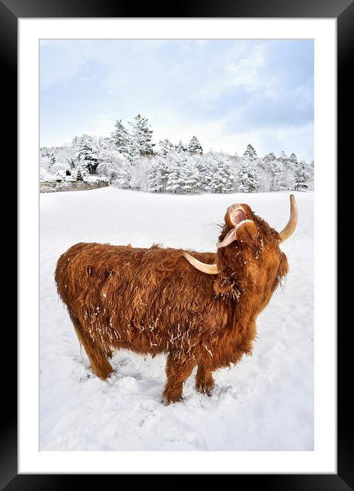 Highland Cow loving the snow image two of a set Framed Mounted Print by JC studios LRPS ARPS