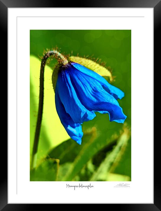  Himalayan blue poppy Framed Mounted Print by JC studios LRPS ARPS