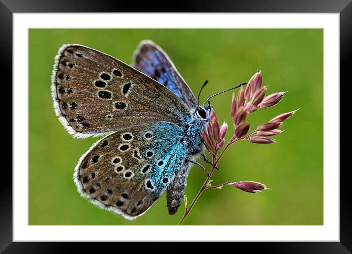 The large blue butterfly  Framed Mounted Print by JC studios LRPS ARPS