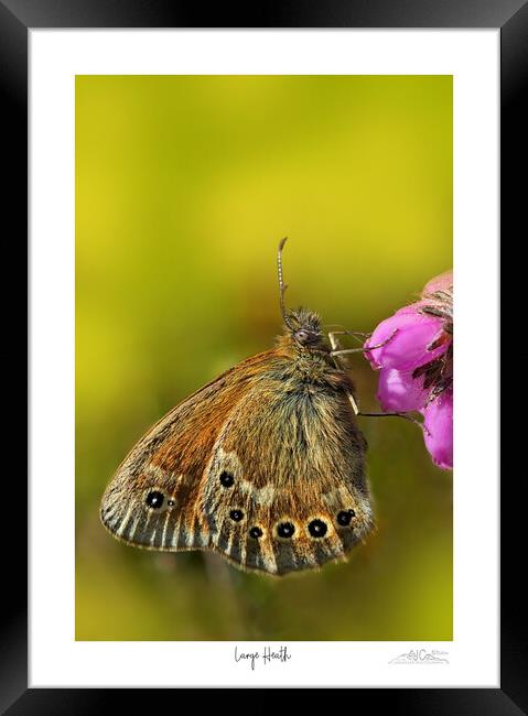 Large Heath butterfly Framed Print by JC studios LRPS ARPS