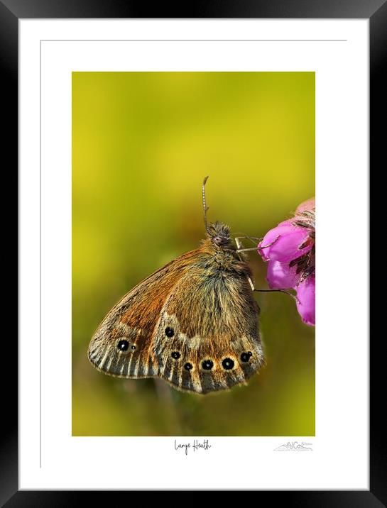 Large Heath butterfly Framed Mounted Print by JC studios LRPS ARPS