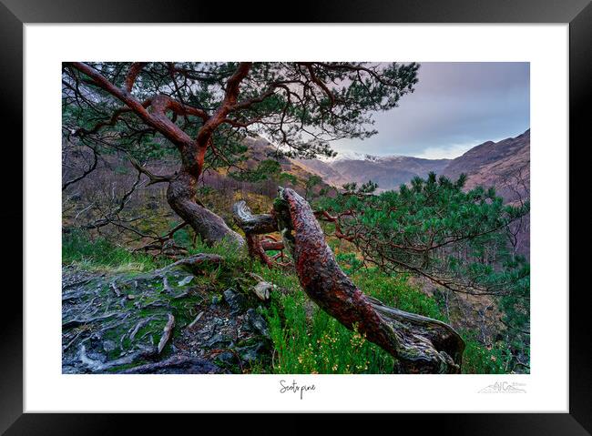  Scots pine Framed Print by JC studios LRPS ARPS