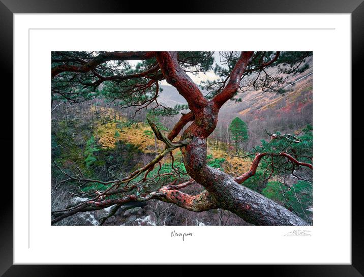 Nevis pines Framed Mounted Print by JC studios LRPS ARPS
