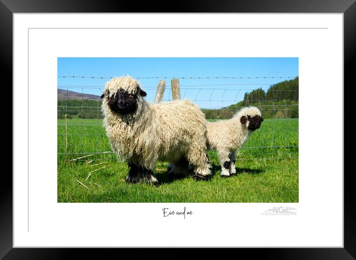 Ewe and me Framed Mounted Print by JC studios LRPS ARPS