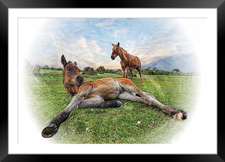 New Forest Mother and Foal by JCstudios Framed Mounted Print by JC studios LRPS ARPS