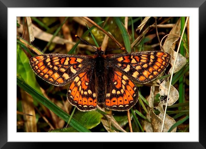 Marsh Fritillary on canvas by JCstudios Framed Mounted Print by JC studios LRPS ARPS