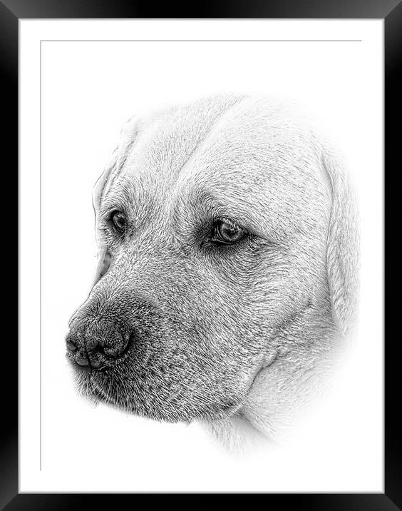 award winning Lab image in pencil by JCstudios 201 Framed Mounted Print by JC studios LRPS ARPS