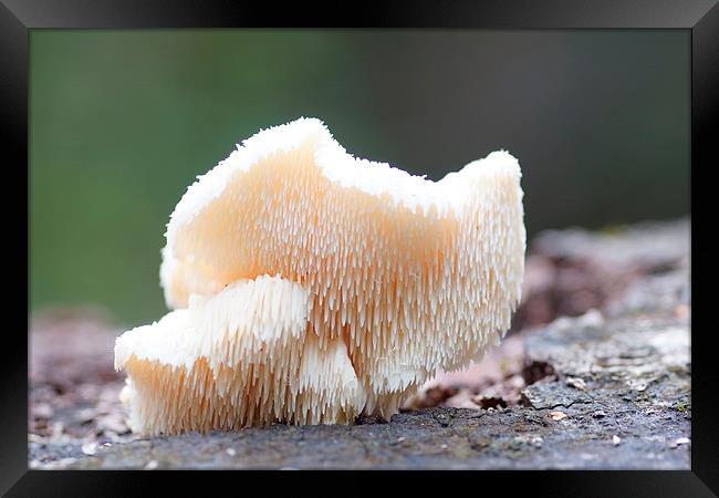  Tiered fungi by JCstudios Framed Print by JC studios LRPS ARPS