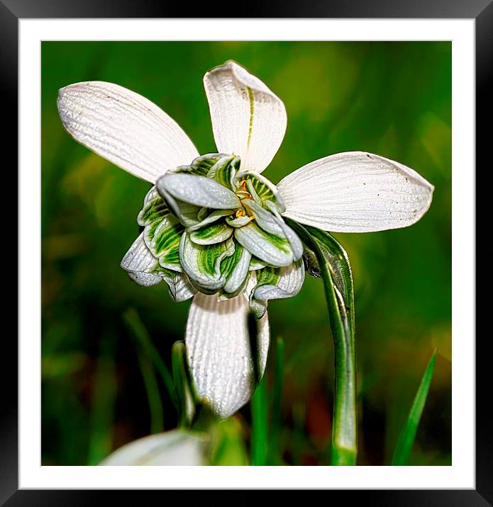  Double Snowdrop by JCstudios Framed Mounted Print by JC studios LRPS ARPS