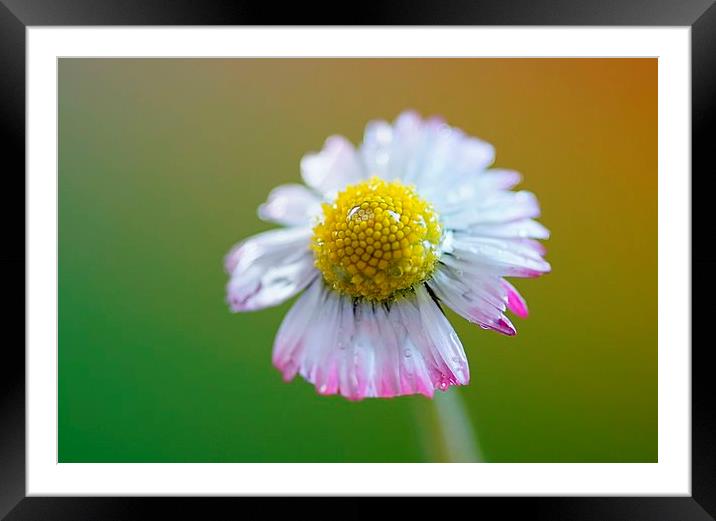  Spring daisy by JCstudios Framed Mounted Print by JC studios LRPS ARPS