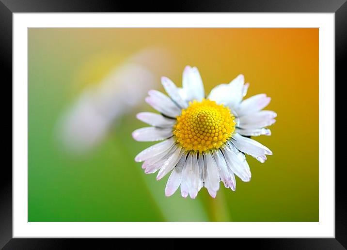  Daisy pair by JCstudios Framed Mounted Print by JC studios LRPS ARPS