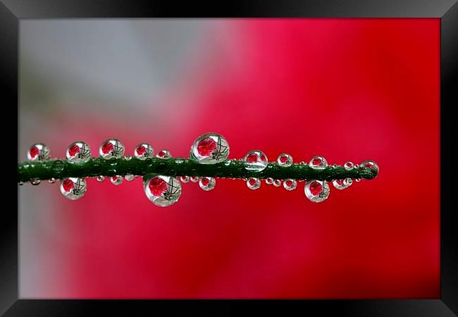  Drips and drops (As seen on ITV) . by JCstudios Framed Print by JC studios LRPS ARPS