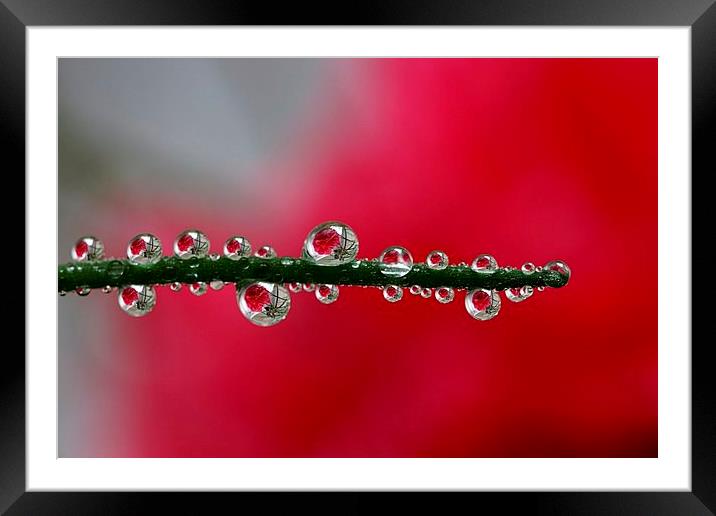  Drips and drops (As seen on ITV) . by JCstudios Framed Mounted Print by JC studios LRPS ARPS