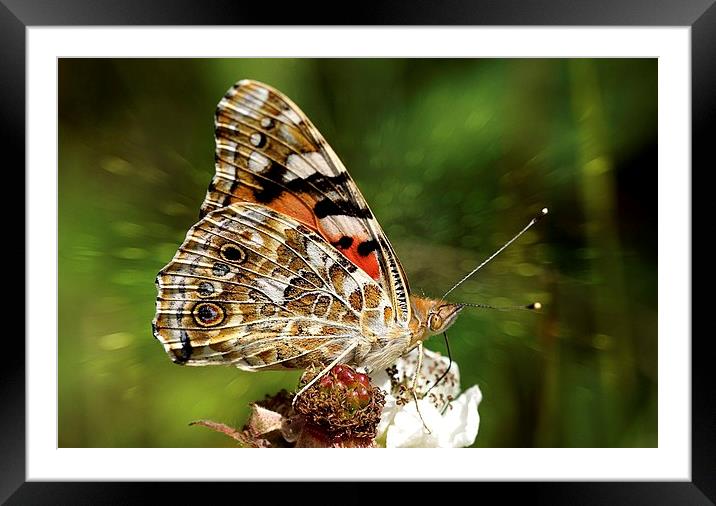  The Painted Lady by JCstudios Framed Mounted Print by JC studios LRPS ARPS