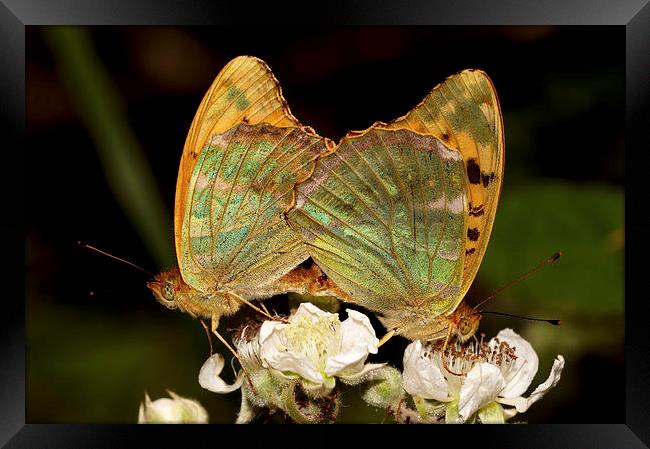  Silver washed Fritillery Framed Print by JC studios LRPS ARPS