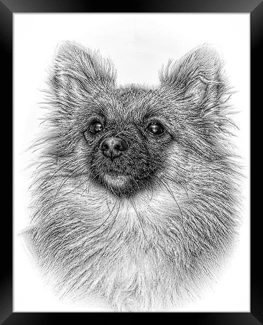  Chi head in pencil by JCstudios Framed Print by JC studios LRPS ARPS