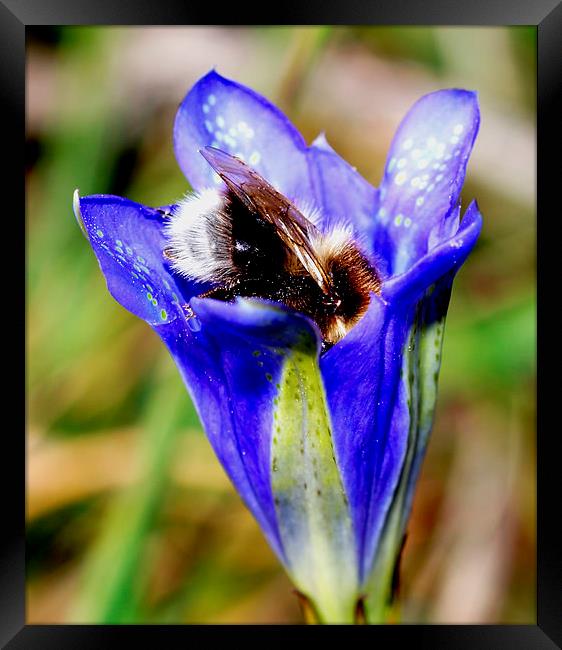  Bee in Marsh Gentian in New Forest Framed Print by JC studios LRPS ARPS