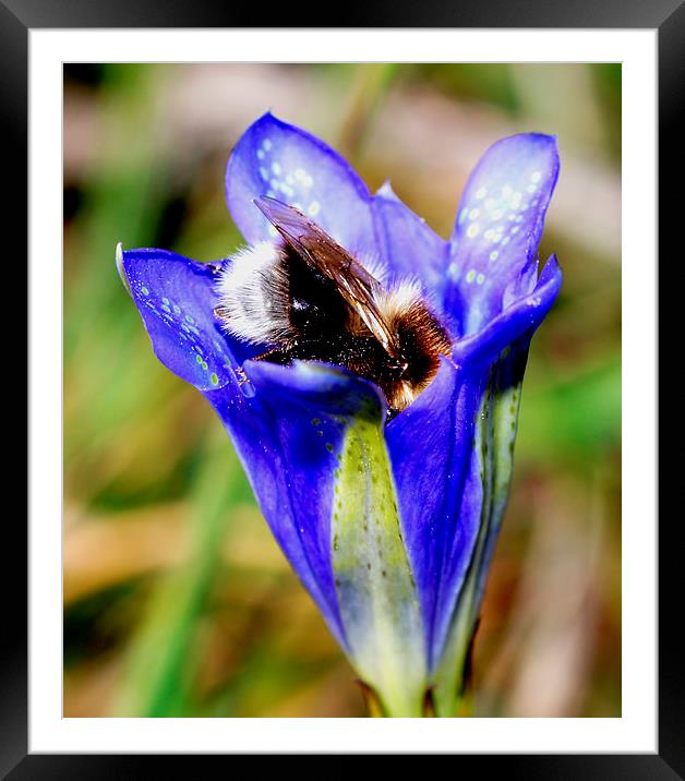  Bee in Marsh Gentian in New Forest Framed Mounted Print by JC studios LRPS ARPS