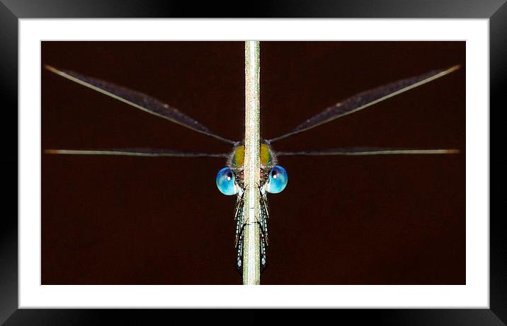  Peekaboo Damsel by JCstudios Framed Mounted Print by JC studios LRPS ARPS