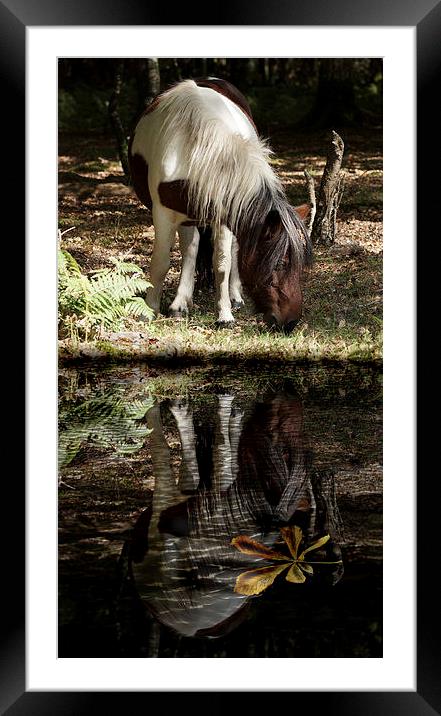  Autumn in the forest by JCstudios Framed Mounted Print by JC studios LRPS ARPS