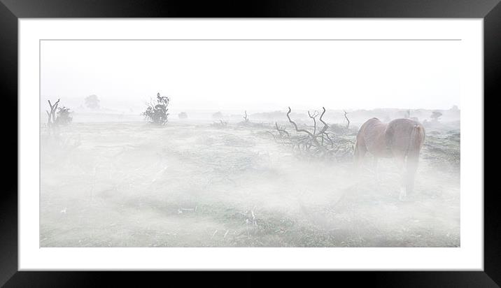  New Forest in Autumn by JCstudios Framed Mounted Print by JC studios LRPS ARPS