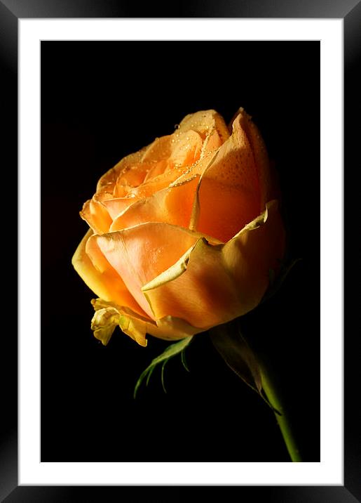  Texas rose by JCstudios Framed Mounted Print by JC studios LRPS ARPS