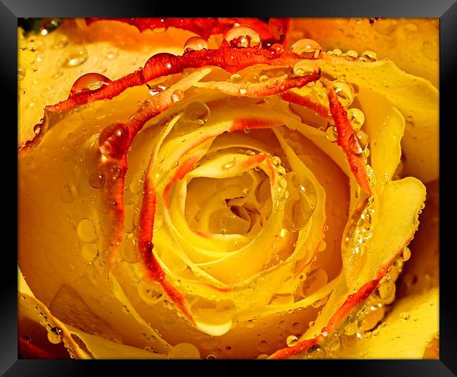 Wet yellow and Orange tipped rose Framed Print by JC studios LRPS ARPS
