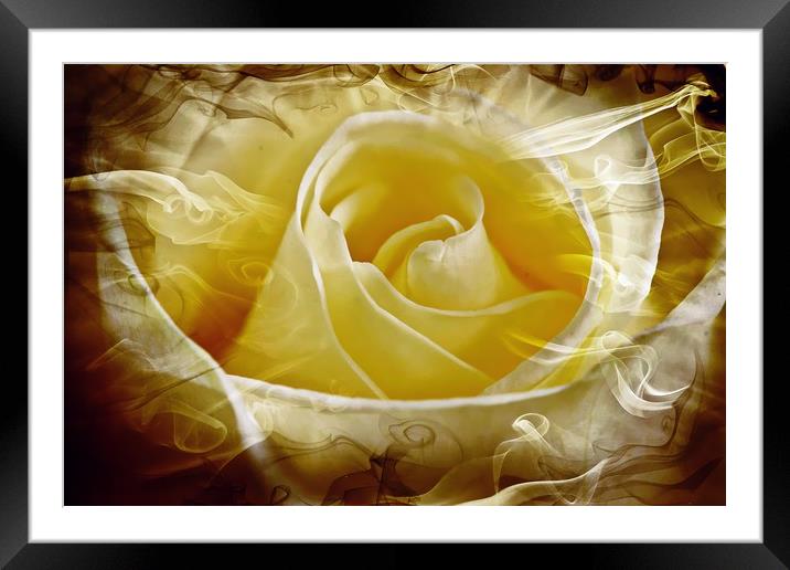 Rose, love  and passion Framed Mounted Print by JC studios LRPS ARPS