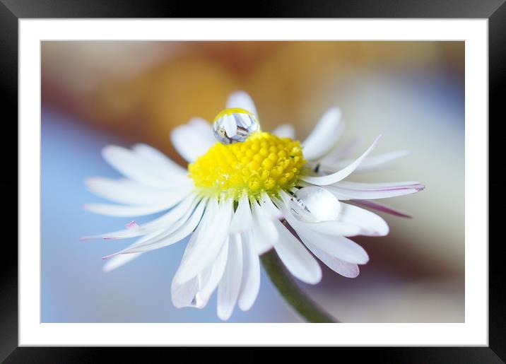                 April showers by JCstudios         Framed Mounted Print by JC studios LRPS ARPS