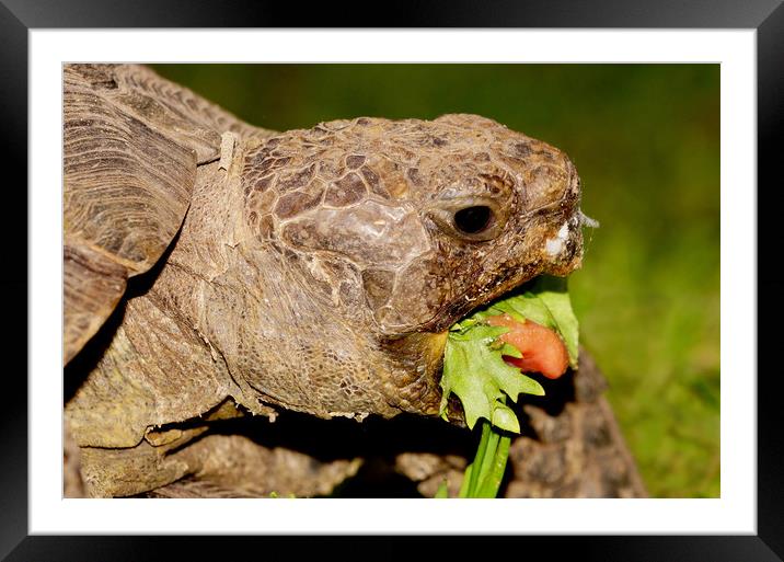 English Tortoise Framed Mounted Print by JC studios LRPS ARPS