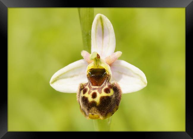 Late spider orchid Framed Print by JC studios LRPS ARPS