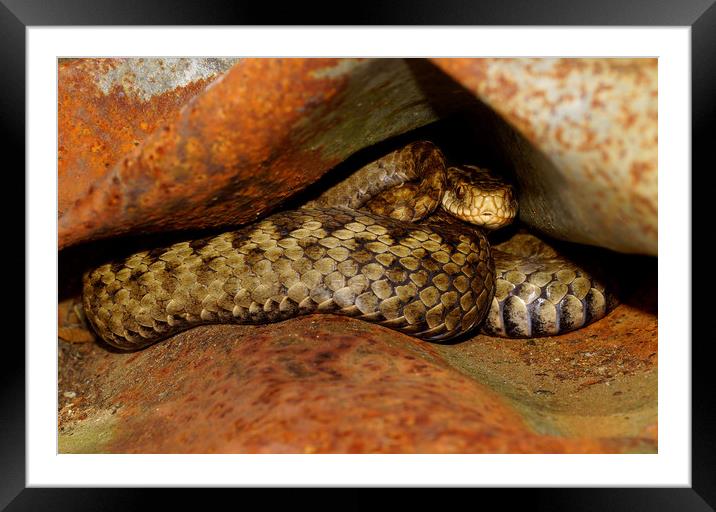 Adder up close and personal  Framed Mounted Print by JC studios LRPS ARPS