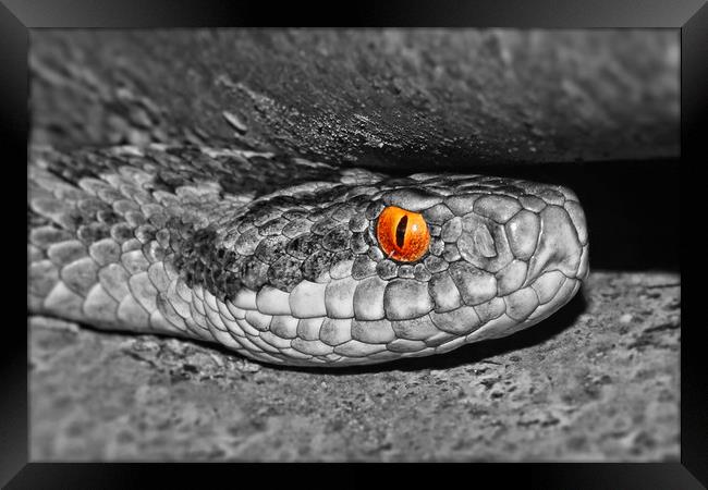 Adder up close and personal colour popped Framed Print by JC studios LRPS ARPS