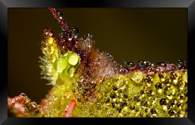 Close up of Clouded Yellow Butterfly with dew on.. Framed Print by JC studios LRPS ARPS