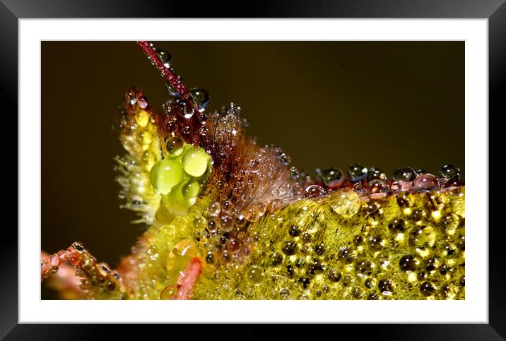 Close up of Clouded Yellow Butterfly with dew on.. Framed Mounted Print by JC studios LRPS ARPS