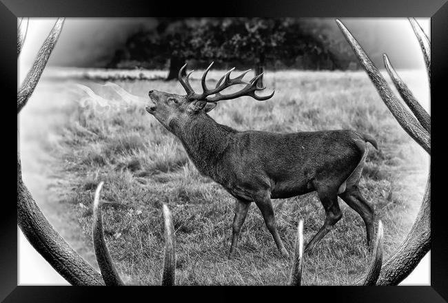 Red deer stag bellowing  Framed Print by JC studios LRPS ARPS