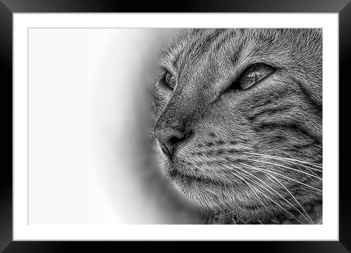 Bengal cat in pencil Framed Mounted Print by JC studios LRPS ARPS