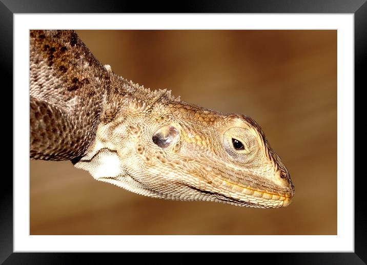 Agama soaking up the winter sun... Framed Mounted Print by JC studios LRPS ARPS