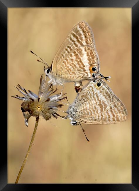 Long tailed blues mating Framed Print by JC studios LRPS ARPS