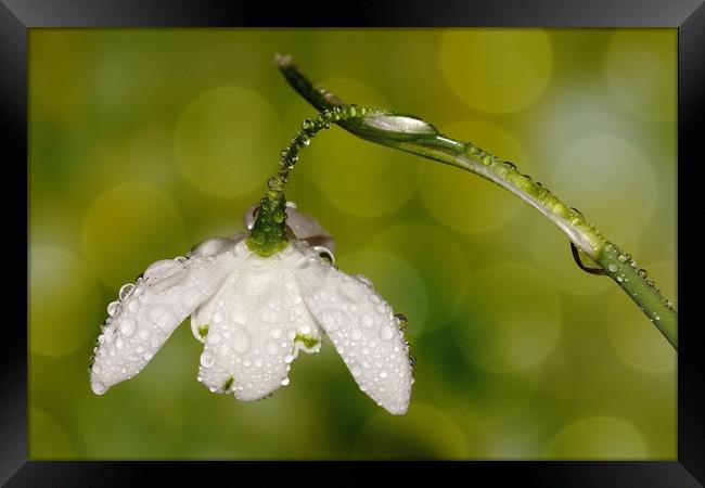 Wet snow drop  Framed Print by JC studios LRPS ARPS