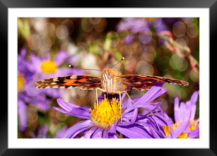 Painted Lady.... Framed Mounted Print by JC studios LRPS ARPS